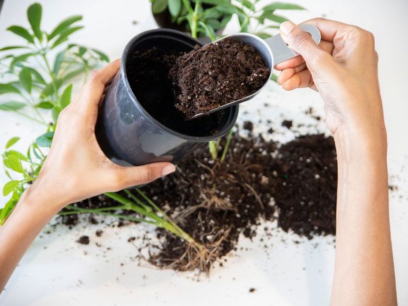 Planta recién pasada a una maceta nueva