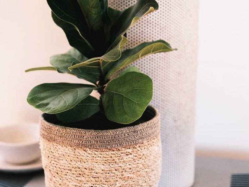 Ficus de hojas grandes en un living