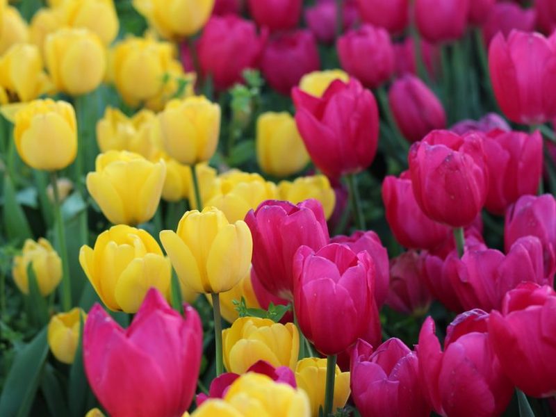 Flores de primavera en un cantero